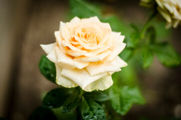 yellow rose with raindrops, flowers after rain in the garden, fresh rose close-up, corispace, place for text
