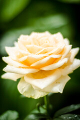 yellow rose closeup, yellow rose with raindrops, flowers after rain in the garden, fresh rose close-up, corispace, place for text