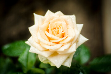 yellow rose on green, yellow rose with raindrops, flowers after rain in the garden, fresh rose close-up, corispace, place for text