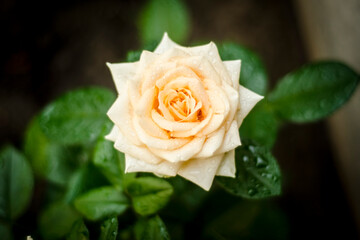 single yellow rose, yellow rose with raindrops, flowers after rain in the garden, fresh rose close-up, corispace, place for text