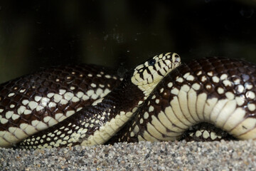 Black and white California kingsnake in a terrarium