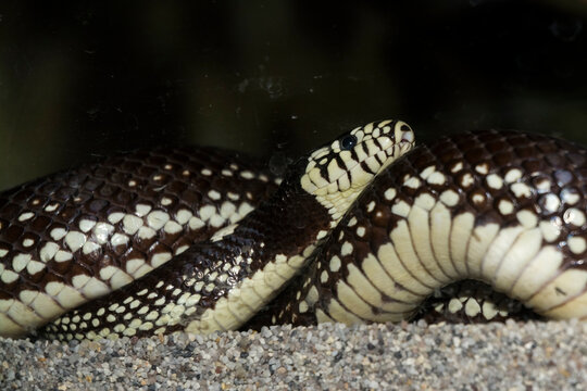 Black And White California Kingsnake In A Terrarium