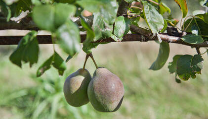 Black Auchen pear tree in the vegetable and fruit food forest.
