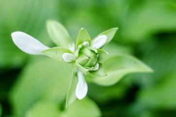 lily of the valley in the garden, flowers after rain in the garden, fresh rose close-up, corispace, place for text