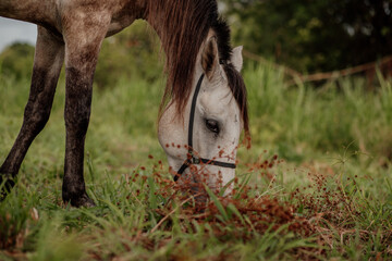 beautiful equine horse mangalarga on the fields