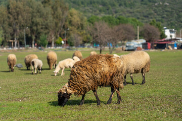 Obraz premium Sheeps in a meadow on green grass