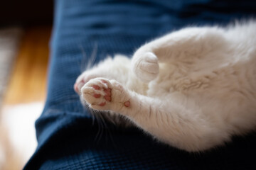 Fototapeta na wymiar Front leg of funny looking, deep sleep cat