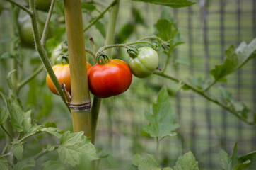 Tomatoes ripening in the vegetable garden. 