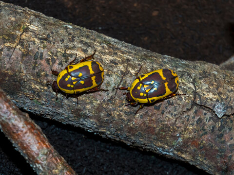 Yellow and black African garden fruit chafer bugs