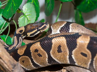 Ball python the small giant snake from Africa