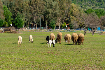 Sheeps in a meadow on green grass