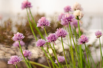 Fototapeta premium Chive flowers blooming in the garden.