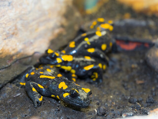 European fire salamander group on the ground
