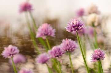 Chive flowers blooming in the garden.