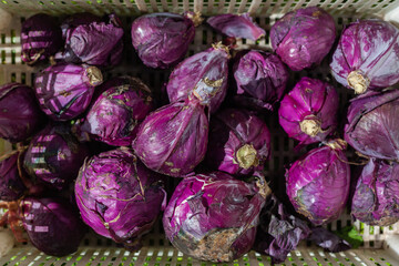 Fototapeta na wymiar crate of purple cabbages at harvest 
