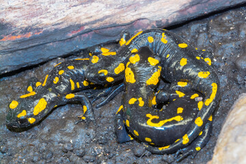 European fire salamander group on the ground