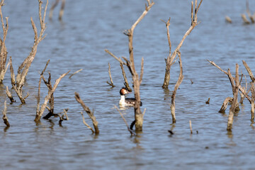 Grebe