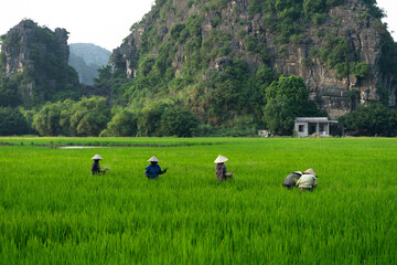 Rice Harvesting