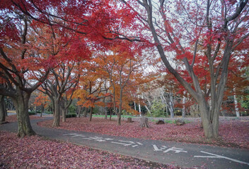 Naklejka premium Yoyogi Park Tokyo Japan Stock Photo Stock Images Stock Pictures