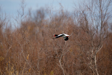 shelduck in flight