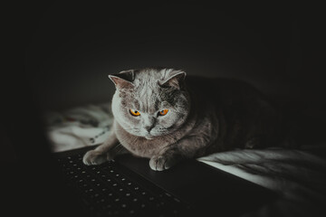 British cat works behind a laptop in bed long into the night, Wallpaper, Night-night, working home, cat life, British Shorthair cat