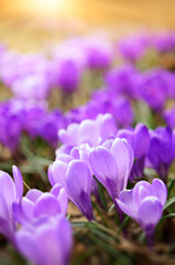 Early spring Crocuses (Crocus Remembrance) in the garden
