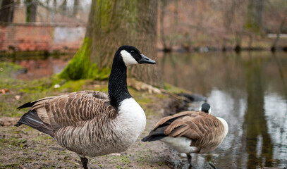 birds, Canadian goose