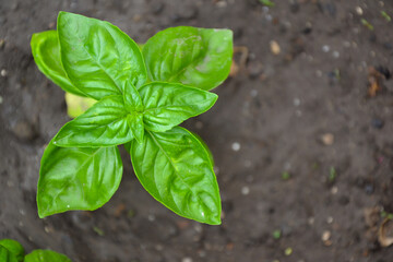 Basil plant in the garden. Fresh herbal basil plant. Fresh green leaves of thai basil. Cooking seasoning. Italian cuisine herb.