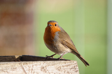 close up of a robin red breast on a wooden bird feeder table