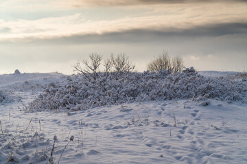 Unusual and picturesque bushes after a snowfall on the coast of the Gulf of Finland.