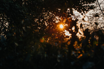 Beautiful nature at evening in spring forest trees with sun rays