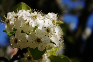 White Cherry Blossom Cluster Close Up