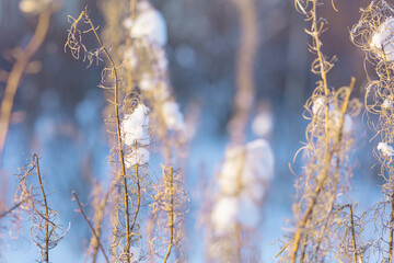 Snow lies on dry, old plant.Winter nature background.