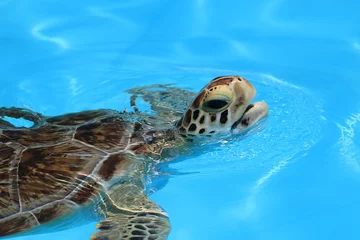 Fotobehang Florida Keys, Florida, United States. A injured sea turtle is hospitalized inside the Turtle hospital on Marathon island. © Daniele