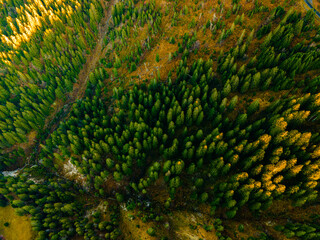 Aerial top view of autumn trees in wild park in september web banner fly drone