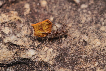 ant carrying leaf