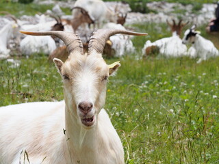 Obraz premium white goat in the meadow