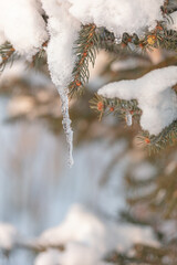 Icicles hanging from a branch of an evergreen tree.
Winter nature background.