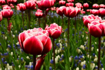 Close up of pink and white tulip with more in the background
