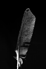 Regentropfen trifft auf Feder