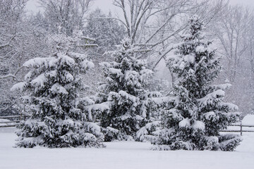 Snowy Pine Trees