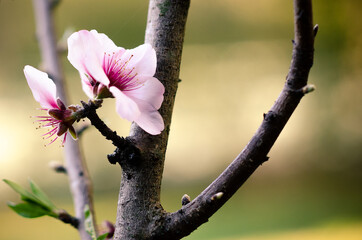 Almond flower blooming in the bush.