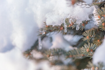 Icicles hanging from a branch of an evergreen tree.
Winter nature background.