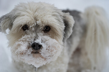 dog in snow