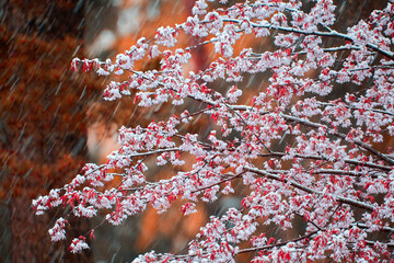 Cherry tree flowers covered with melting wet snow in May in Helsinki, Finland.