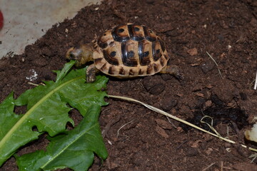 tortue qui mange sa salade