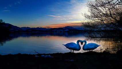 A loving swan couple at lake. with Copy space