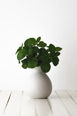 Bouquet of mint leaves in a grey vase and white backdrop. 