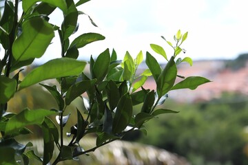 Obraz premium Green tree