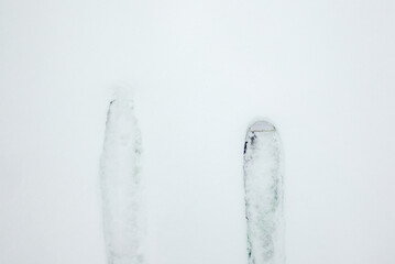 Naklejka na ściany i meble Skis covered in fresh powder snow during a backrountry ski tour near Davos in Switzerland